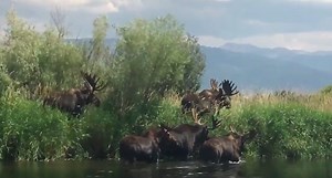 Moose Math: See If You Can Count How Many Bulls Are In This Video