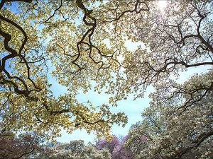 懐かしい唱歌メドレー