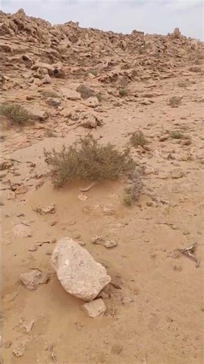 Peaceful Desert Landscape | Raw Nature & Sandy Wilderness #animalrescue #cat #catvideo