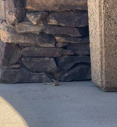 How do you keep cool? The antelope squirrel spreads out and lays on its belly in a shaded spot in a heat transfer process called "heat dumping." This action allows the heat from antelope squirrels bodies to be transferred to the cooler concrete. Now you know! Video by Anna Whitson: An antelope squirrel keeps cool by laying flat on the pavement at the Visitor Center. #anzaborregodesertstatepark #anzaborregodesert #borregosprings #anzaborrego #heatsafety #desertvibe | Anza-Borrego Desert State Par