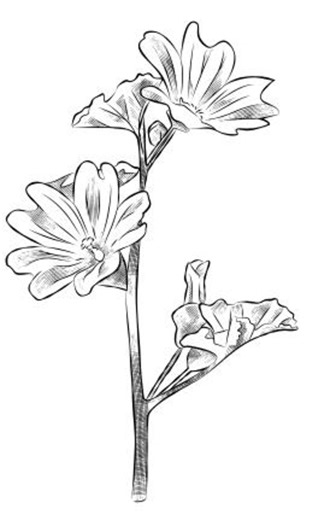 Digital Coloring Books - Etsy