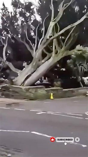 Extreme Wind Knocks Down Trees 🌪️#shorts