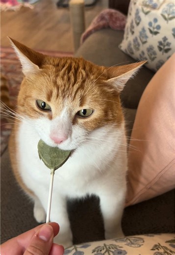 catnip lollipop asmr 🫶😭😂 #asmr #orangecatsoftiktok #cattreats #catasmr #catnip