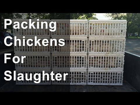 Packing Chickens for Slaughter