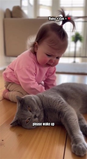 The Sad Tale of a Baby and a Gray Cat