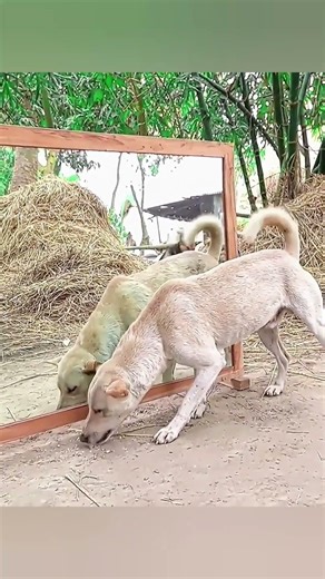 DOG VS MIRROR | Dog Thought the Mirror Was Disrespectf