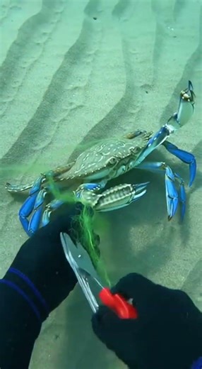 Blue swimmer crab freed from fishing net on sandy seabed 🦀🌊