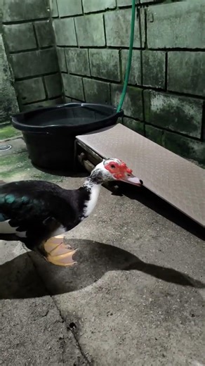 Fala mamãe. #duck #patos #pets #aves