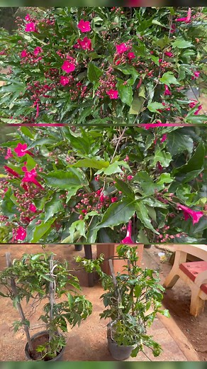 10K views · 162 reactions | Ipomea / Cardinal creepers എത്തിപ്പോയെ / creeper plants #cardinalcreeper #creeperplants #creeperplantsonlinesale #gardening #ipomea #ipomeavine #reemz #reemzbasket #reemzgarden #gardenideas #gardeningtips #karshikavarthakal #krishiarivukal #reels #reelsinstagram | Reemz basket | Facebook