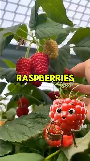 “What Happens To Your Body When You Eat Raspberries Daily? (Amazing Benefits!)”| Fruit Bite Studios