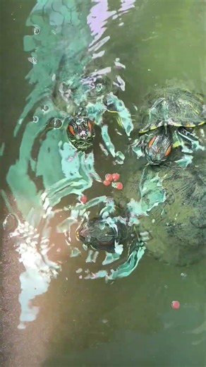 red eared slider growth