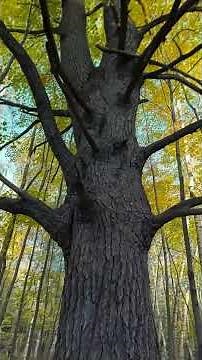 This VR Scan Looks Like Real Life! Meta Hyperscapes outdoors GAME CHANGER!! #quest3 #fallintoshorts