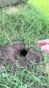 How Does a Gopher Tunnel System Work?