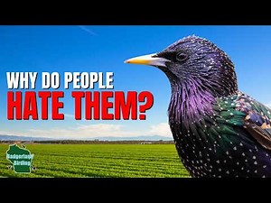 5 Things You Didn't Know About Starlings!