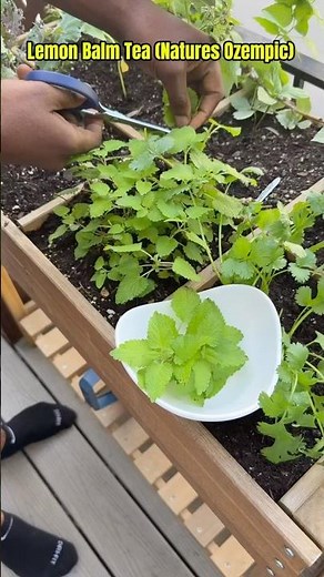 Boost Your Health with Lemon Balm Tea - The Natural Ozempic! #health #tea #weightloss