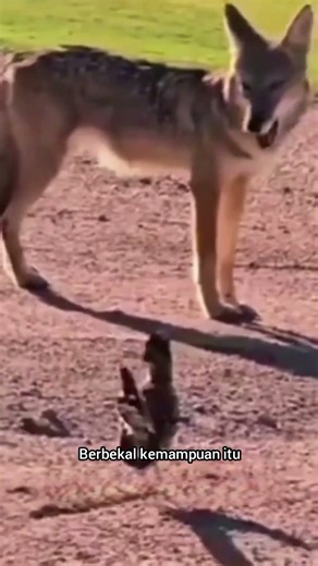 pengejaran burung roadrunner oleh rubah pembalap #roadrunners #rubah