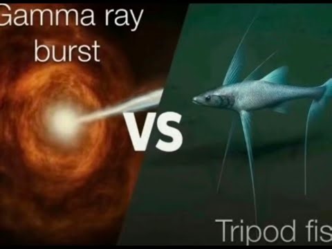 arsenal pub stomping