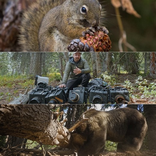 Wildlife Filmmaker Places Ten Sony Cameras Around Red Squirrel's Food Stash, Bears Ensue