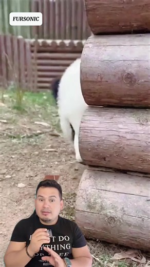 A veces pensamos que los animales olvidan, pero hay momentos que nos hacen creer todo lo contrario. 🐼❤️ ¿Qué opinas tú? ¿Los animales recuerdan a quienes los amaron y cuidaron durante años? #fubao #fubaopanda #pandafubao #panda