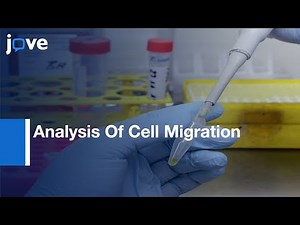 Analysis Of Cell Migration Within 3D Collagen Matrix l Protocol Preview