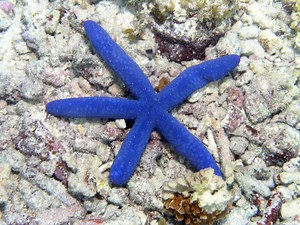 Starfish have eyes on the tips of each arm