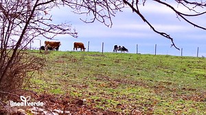 Il viaggio di #LineaVerde prosegue tra le bellezze paesaggistiche e le tradizioni enogastronomiche italiane, per una puntata dedicata alle Marche, in un territorio compreso tra il Parco Naturale del Conero e la zona collinare dell’entroterra, tra le province di Ancona e Macerata. Appuntamento domenica, 16 febbraio, alle ore 12.20 su Rai1 e RaiPlay. Vi aspettiamo 😊 | Linea Verde - Rai