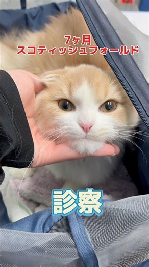 黒色の下痢と嘔吐をした7ヶ月のスコティッシュフォールドが動物病院にやって来た！