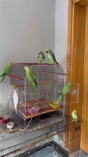 Parrot talking sounds episode 73 #talkingparot #birds