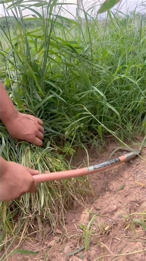 Mastering Manual Weed Control: Efficient Hand-Scything Technique #shorts