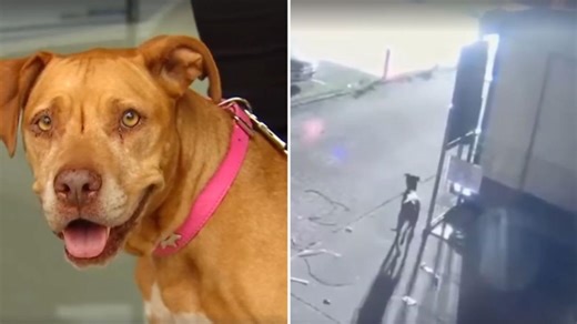 Dog Rescued After 1093 Days Missing