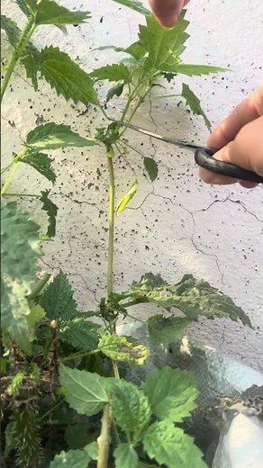 Harvesting Stinging Nettles #nettles #forageharvest #plants #garden #countrybeauty