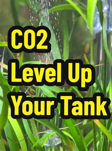Adding Bio CO2 to your tank. Dennerle CO2 Starter Kit. @Dennerle #CO2 #bettatank #instructions . Full vid on my YT link in my Bio.