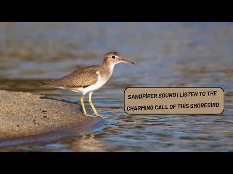 Sandpiper Sound | Listen to the Charming Call of This Shorebird