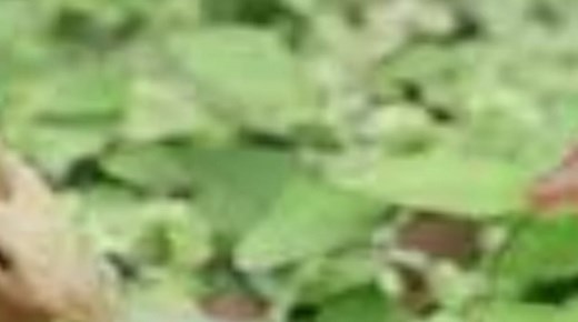 SCP-111: Ốc Sên Phun Lửa Giống Rồng