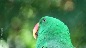 Beautiful bird. The eclectus parrot (Eclectus roratus). The male having a mostly bright emerald green plumage and the female a mostly bright red and purple/blue plumage