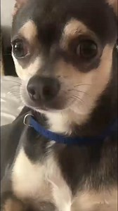 Meet Loopy the Chihuahua! | House.of.pawz | Facebook