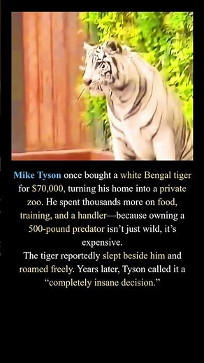 Mike Tyson and his tiger #miketyson #ironmike #boxing