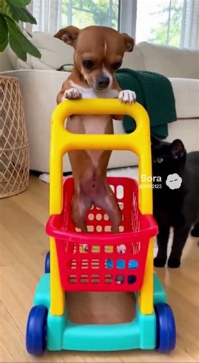 Dog Scared of Cat Compilation