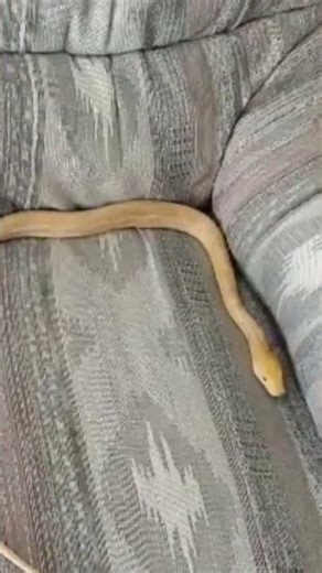 baby albino reticulated python