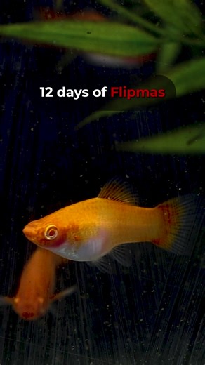 While the Santa Claus Swordtail is a naturally sociable fish, it is not recommended to put these fish in an aquarium with tiny fish. Learn more about the Santa Claus Swordtail: https://bit.ly/3TnbD6v | Flip Aquatics