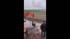 China: Tourists and Locals Rescue Yaks from Mud Pit in Qinghai