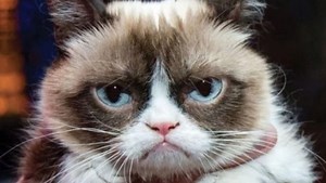 Grumpy Cat, la gata celebridad de Internet, murió a los siete años