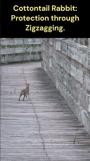 Can a Zigzag Movement Help a Rabbit Survive?