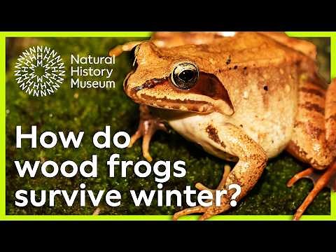 How do wood frogs survive freezing winters? | Surprising Science