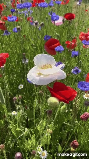 Pinterest video on Make a GIF