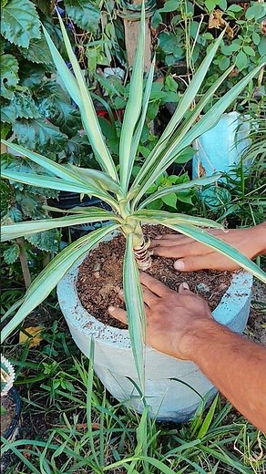 How to Grow Yucca Plant at Home! 🏡✨ #gardening #shortsfeed #ytshorts