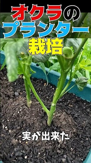 My Okra Seedlings Were Damaged... The Full Story of Their Recovery #OkraGrowing #HomeGardening #H...