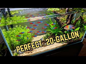 The Perfect 20-Gallon Community Tank (Everything Explained)