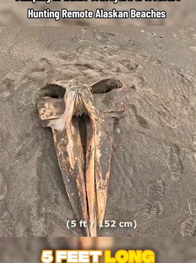 Camping in Whale Graveyard & Treasure Hunting Remote Alaskan Beaches #camping #Outdoors #cooking #outdoorcooking #outdoor #camp #cook #bushcraft #survive #survivalskill #survival #alaska