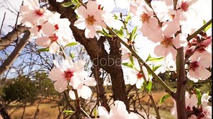Beautiful spring video of flowering almond branches moving in the wind in the sun's rays in backlight and glare, close-up